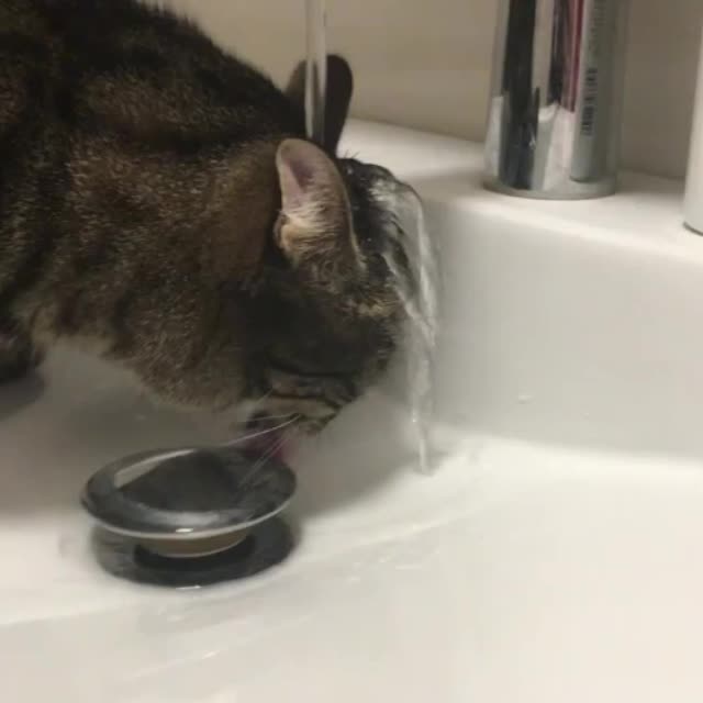 кот забавно пьет воду из под крана Гиф - Гифис