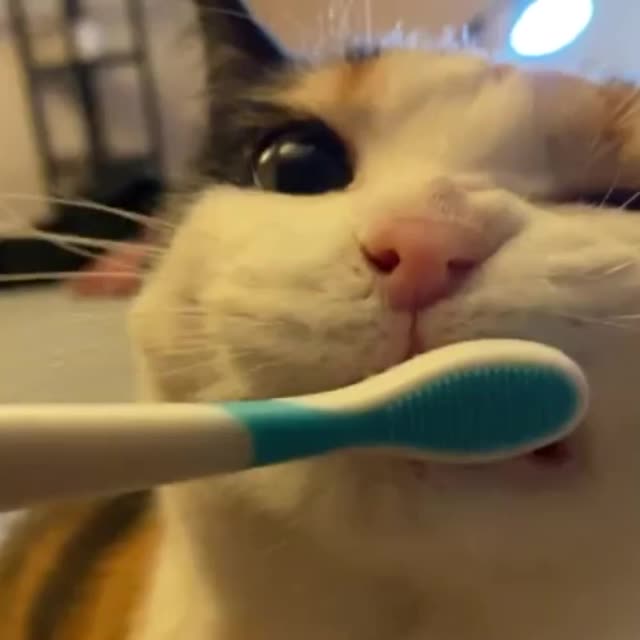 коту чистят зубы Гиф - Гифис