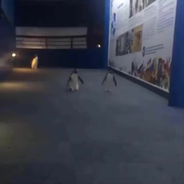 пингвины смешно прыгают Гиф - Гифис