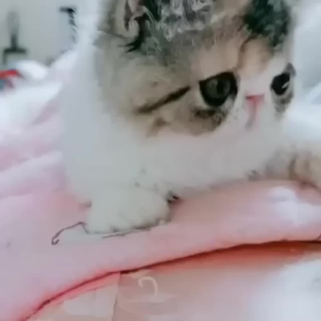 персидский котенок Гиф - Гифис
