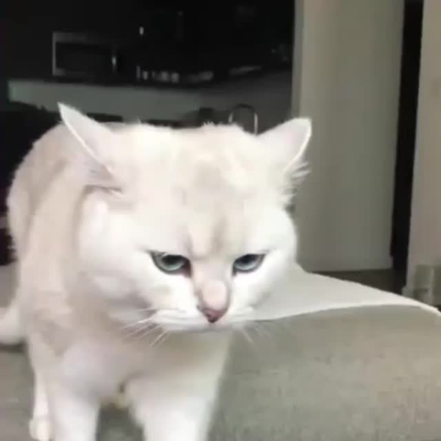 кошка с невероятно красивыми глазами Гиф - Гифис