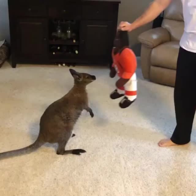 кенгуру боксирует Гиф - Гифис