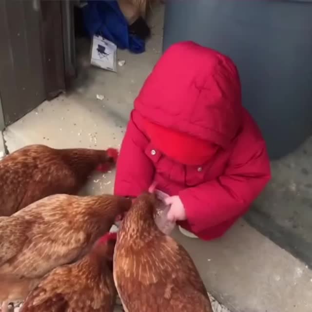 курицы знакомятся с новой хозяйкой Гиф - Гифис