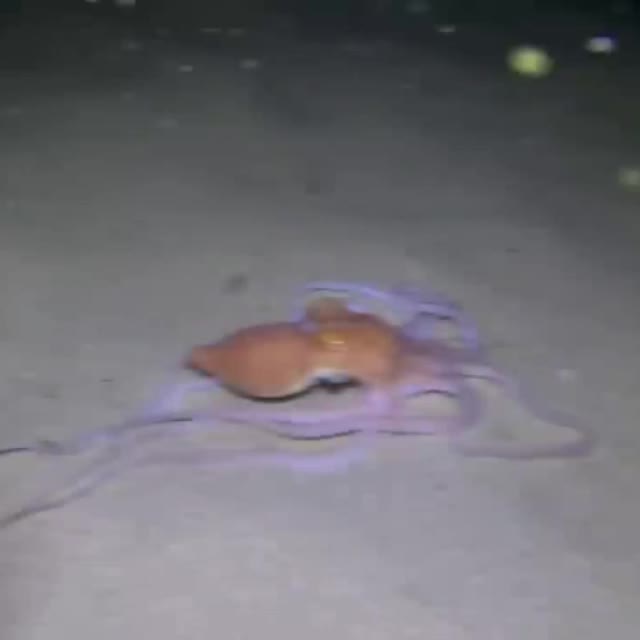 осьминог прячется в песок Гиф - Гифис