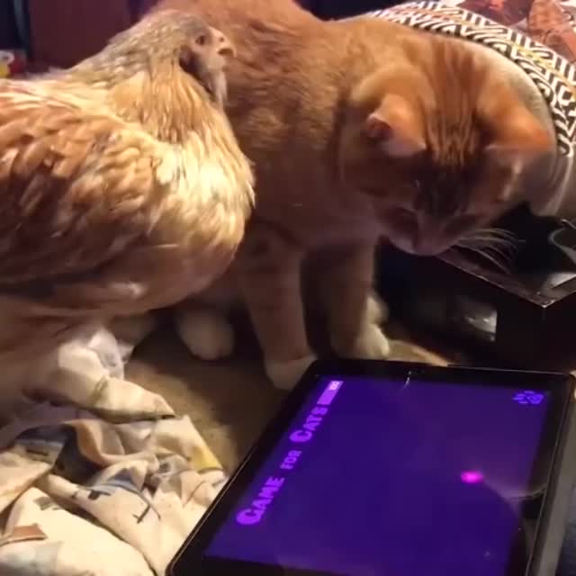 курица vs кот Гиф - Гифис