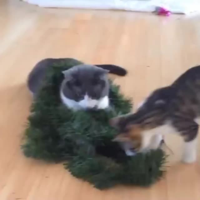 коты помогают наряжать елку Гиф - Гифис