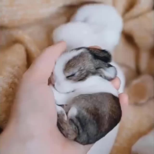 крольчонок спит на руке Гиф - Гифис