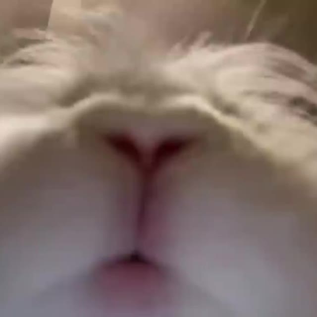кролик кушает на камеру Гиф - Гифис