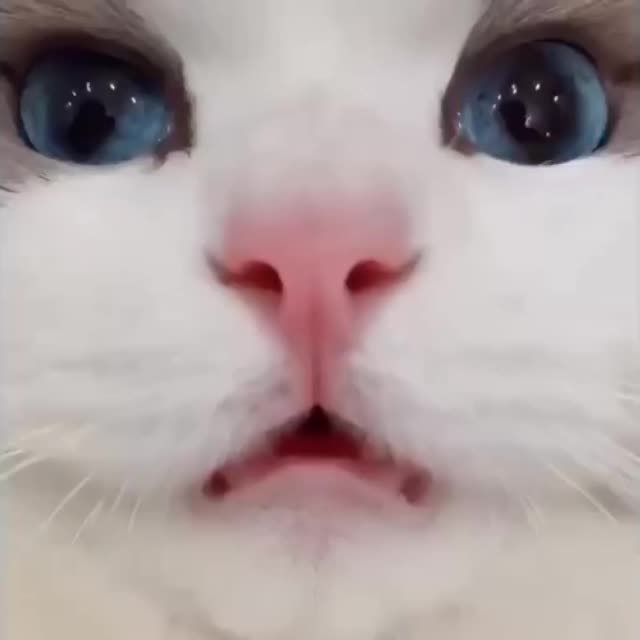 кот с голубыми глазами Гиф - Гифис