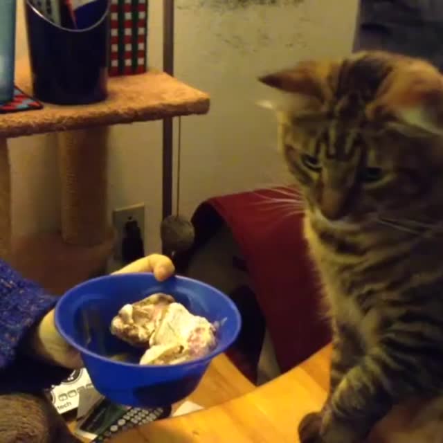 если коту нравиться значит есть можно Гиф - Гифис