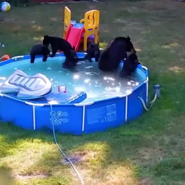 медведи одолжили бассейн Гиф - Гифис