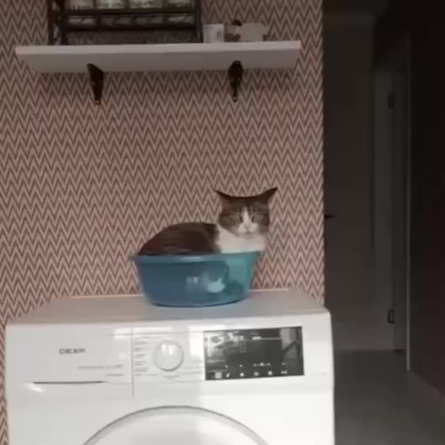кот на стиральной машине Гиф - Гифис