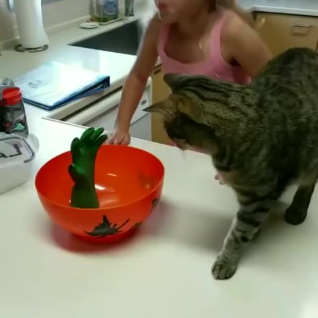 как посадить кота на диету Гиф - Гифис