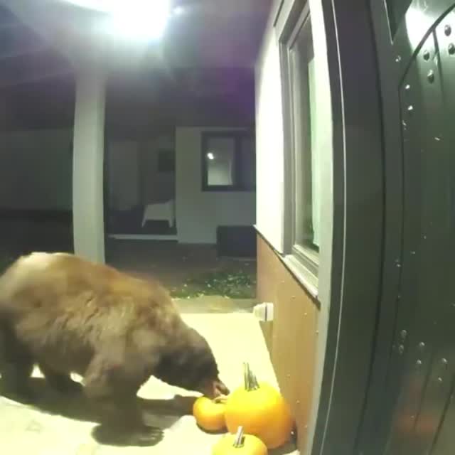 медведь против хэллоуина Гиф - Гифис