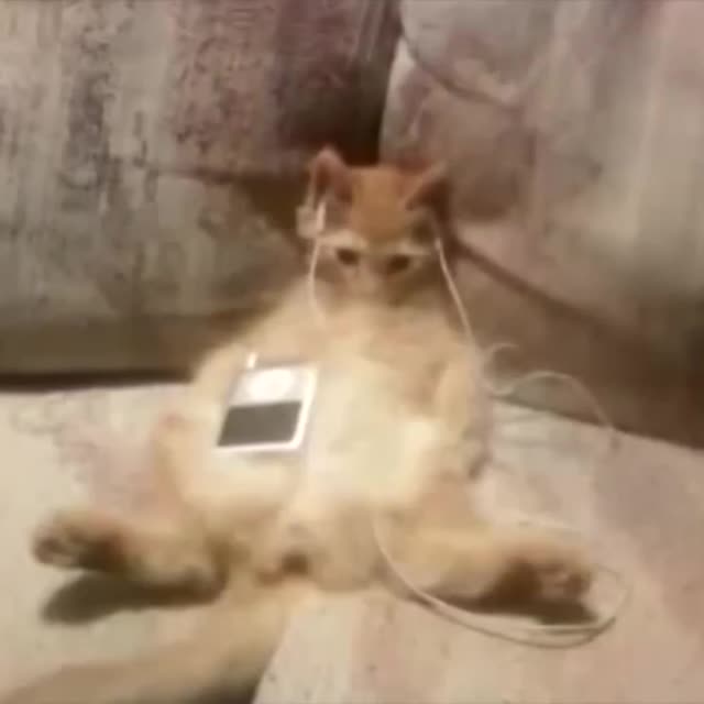 кот в наушниках слушает музыку Гиф - Гифис