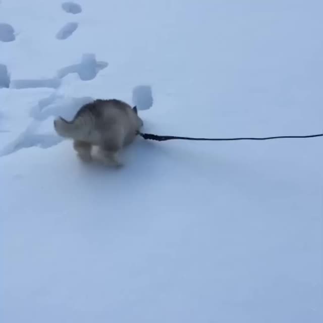 щенок сибирской хаски на прогулке Гиф - Гифис