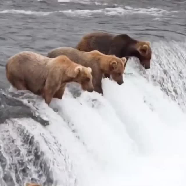 медведи рыбачат на водопаде Гиф - Гифис