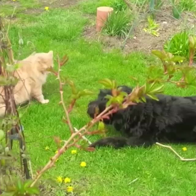 отважный кот против пса Гиф - Гифис