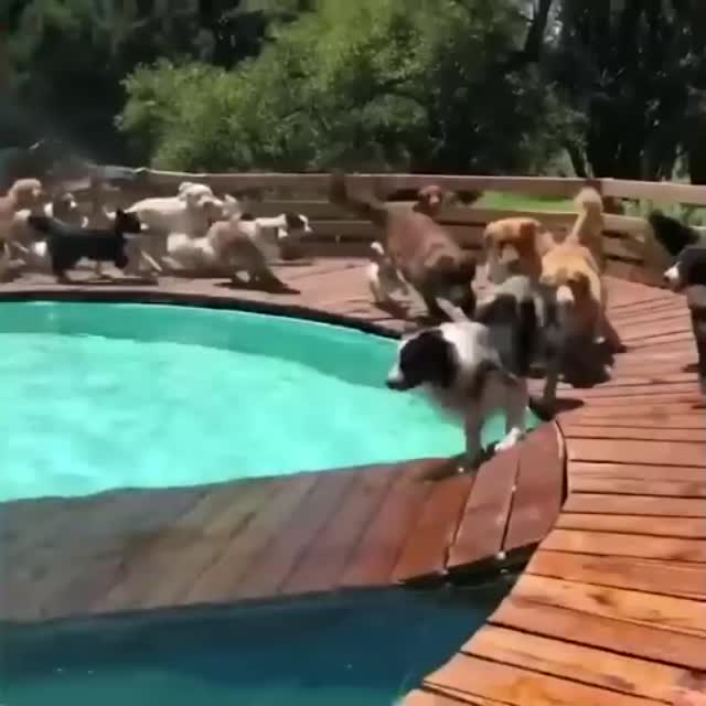 собачья вечеринка в бассейне Гиф - Гифис