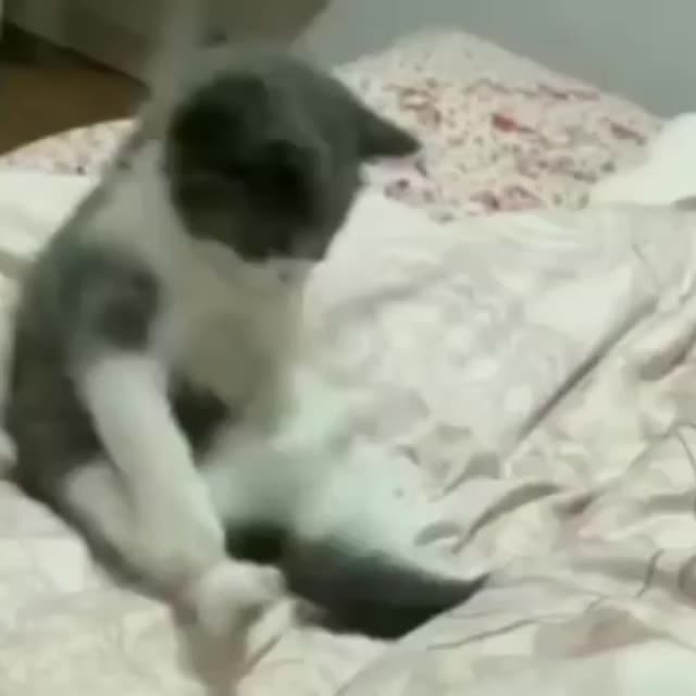 котенок играет со своим хвостом Гиф - Гифис