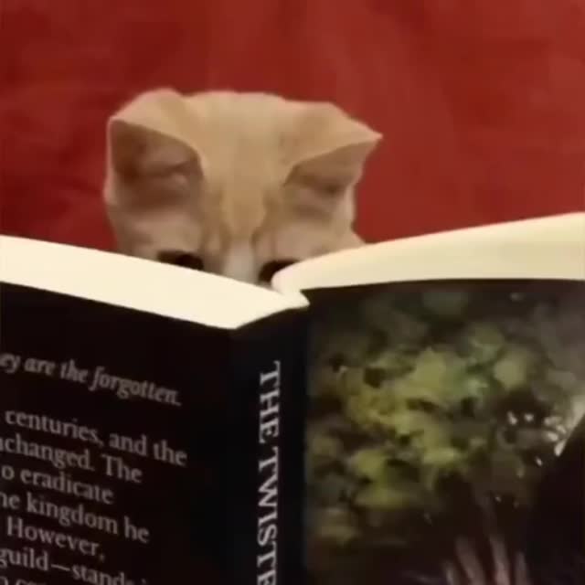 котенок читает книгу Гиф - Гифис