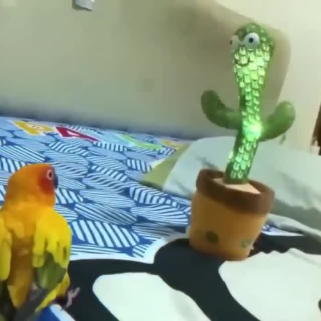попугай танцует с кактусом Гиф - Гифис