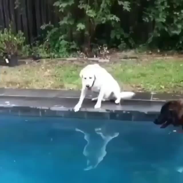 не знал что собаки умеет нырять под воду Гиф - Гифис