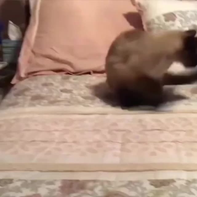 злопамятный котенок Гиф - Гифис