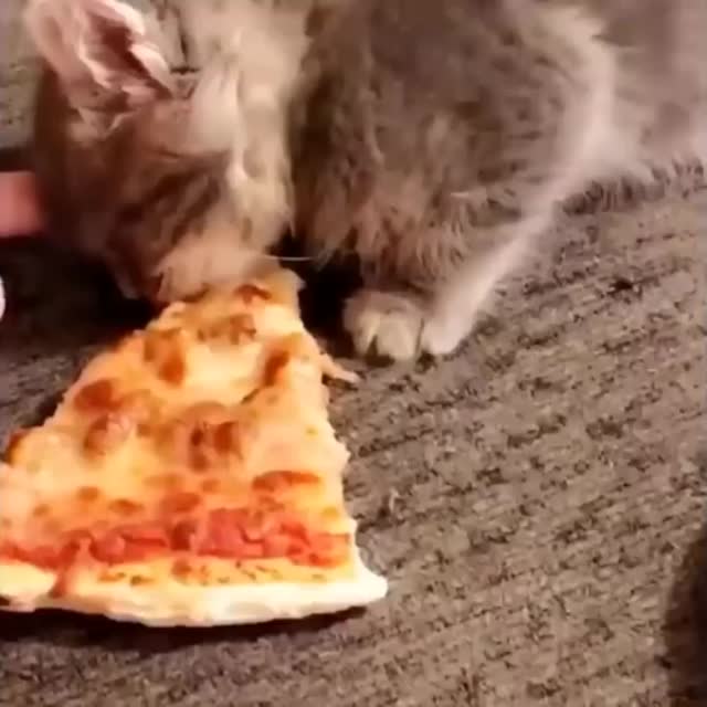 котята тоже любят пиццу Гиф - Гифис